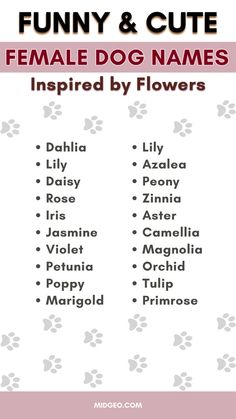 a poster with the words funny and cute female dog names