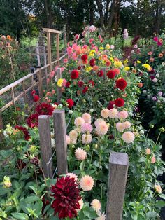 a garden filled with lots of flowers next to a wooden fence