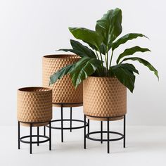 three planters with plants in them on stands