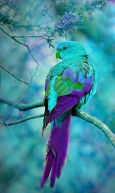 a colorful bird sitting on top of a tree branch in front of blue and green background