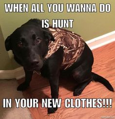 a black dog is wearing a camo shirt