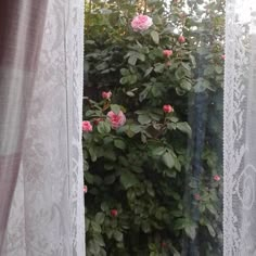 pink roses are blooming on the outside of a window sill in front of lace curtains