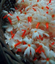 some white and orange flowers in a basket