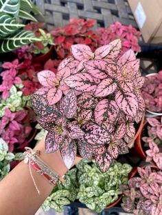 a person's hand holding up a pink and green plant in front of other plants