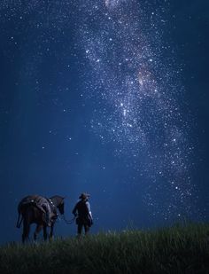 two horses are standing in the grass with their backs turned to look at the stars