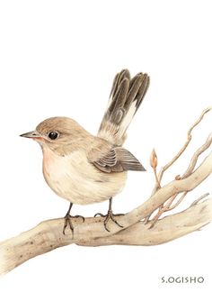 a watercolor painting of a bird sitting on a tree branch with its wings open