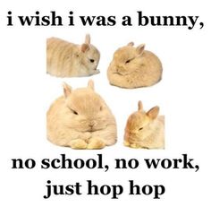 three rabbits are sitting next to each other with the caption i wish i was a bunny, no school, no work, just hop