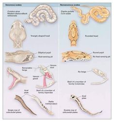 the different types of snakes are shown in this diagram, and there is also information about them