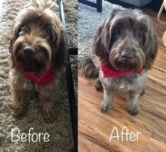 two dogs are sitting on the floor before and after being groomed