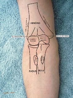 a diagram of the human knee with labels on it