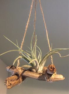 an air plant hanging from a rope with some wood pieces attached to the top and bottom