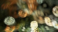 blurry photograph of flowers and leaves in motion