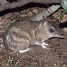 a small rat sitting on the ground in front of some trees and bushes at night