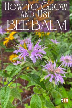 purple flowers with the words how to grow and use bee balm