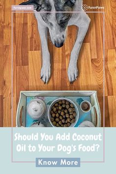 a dog laying on the floor next to food