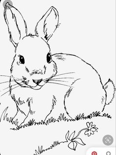 a drawing of a rabbit sitting in the grass