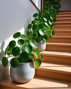 three potted plants are sitting on the steps