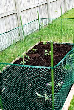 an outdoor garden with several plants growing in the ground and fenced area behind it