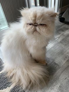 a fluffy white cat sitting on top of a rug