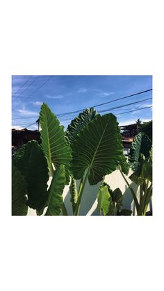 some green leaves are growing on the side of a white wall with power lines in the background