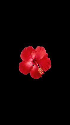 a red flower on a black background with no image to provide a caption for