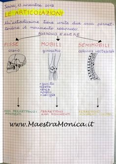 the diagram shows different types of bones and their functions