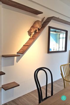 there is a cat that is climbing the stairs in the house and looking at it's reflection