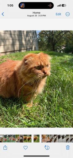 an orange cat is sitting in the grass