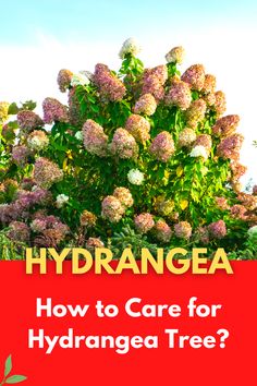 hydrangea tree with the title how to care for hydrangea tree?