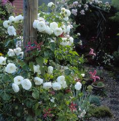 white roses are blooming in a garden next to a wooden pole and fence post