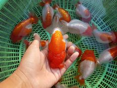 a person holding an orange in front of small fish