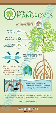 an info poster with the words save our mangroves on it and images of trees