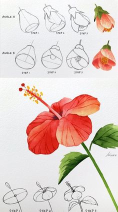 how to draw a flower with step by step instructions for beginners and advanced artists