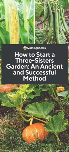 how to start a three - sisters garden an ancient and successful method