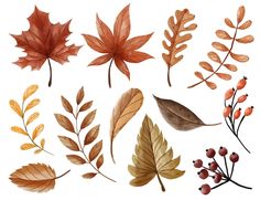 watercolor leaves and berries are shown on a white background in this image, there is an assortment of different types of leaves