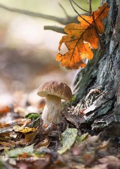 a small mushroom sitting on the ground next to a tree with orange leaves around it