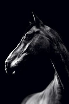 a black and white photo of a horse's head in the dark with spots on it