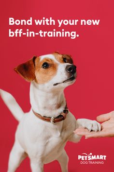 a small dog is being petted by a person's hand with the caption bond with your new bi - in - training