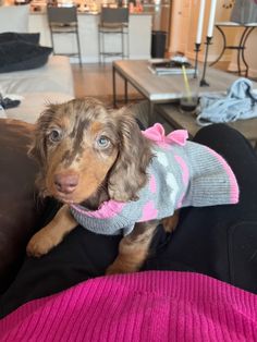 a small brown dog wearing a sweater on top of a couch