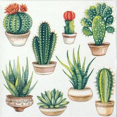 a bunch of cactus plants are shown in different pots