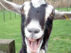 a close up of a goat with its mouth open