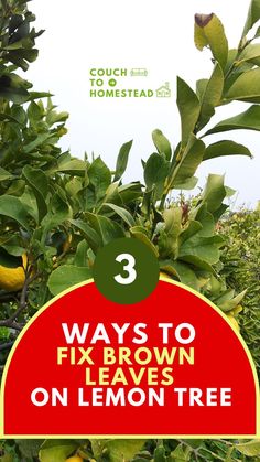 brown leaves on lemon tree Lemon Plant, Meyer Lemon Tree, Lemon Trees, Brown Leaves, Reverse Osmosis Water, Growing Tips, Citrus Trees, Meyer Lemon