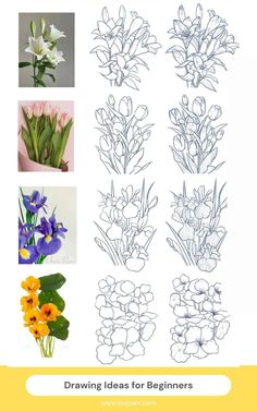 the instructions to draw flowers for beginners, including irises and daffodils