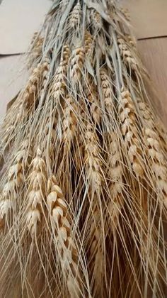 a bunch of ripe wheat sitting on top of a wooden floor