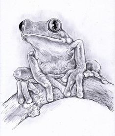 a drawing of a frog sitting on top of a tree branch