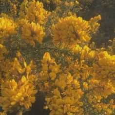 yellow flowers are blooming in the sun