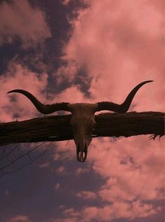 an animal skull mounted on top of a tree branch with clouds in the sky behind it