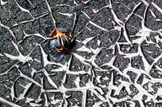 an orange and black object on the ground