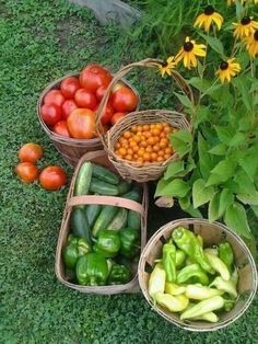 several baskets filled with different types of vegetables sitting on the ground next to some flowers