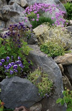 purple and white flowers are growing on the rocks